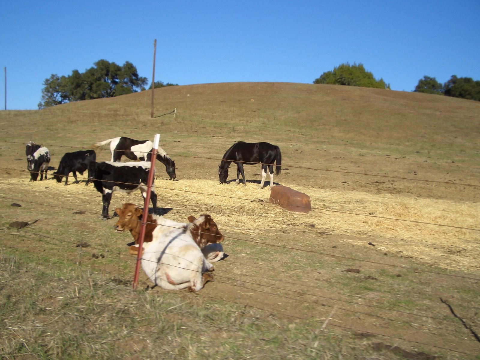 [cows+and+horses.JPG]