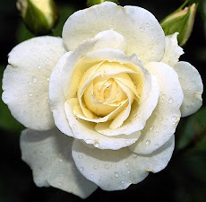 Cultiva e oferece uma rosa branca...