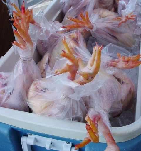 [chickenfeet.jpg]