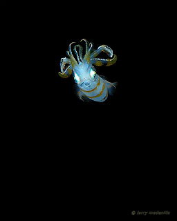 [squid.jpg]