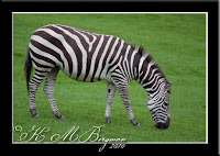 Grants Zebra