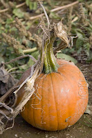 One of the many pumpkins growing