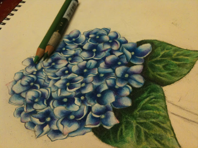Hydrangea Drawing