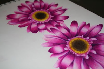 Gerber+daisies+drawing