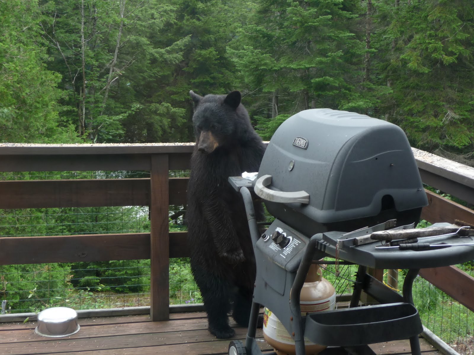 Teams in Transition An Uninvited Guest
