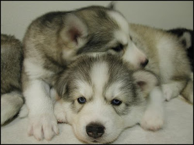 Siberian Husky Babies