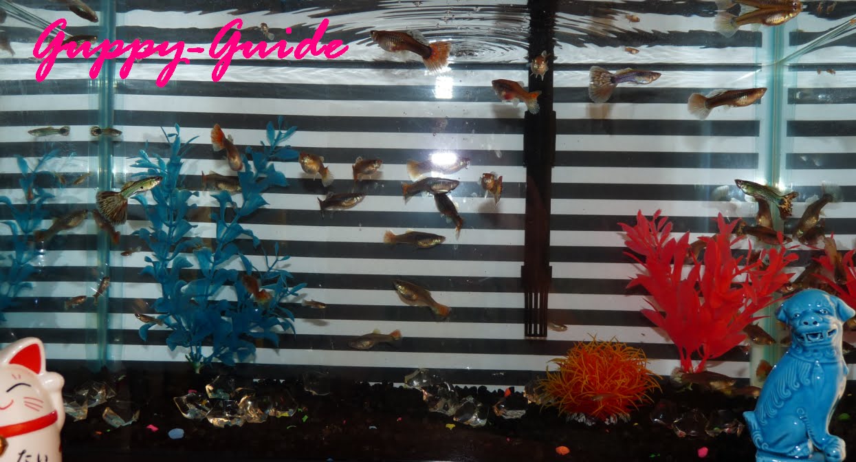 Guppy Guide Fun Tank Decorating Idea S