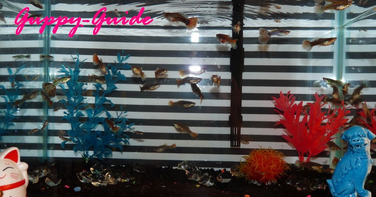 GuppyGuide Fun Tank Decorating Idea's