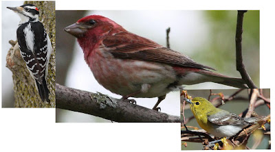 I am the biggest finch in the WORLD I am the biggest finch in the WORLD