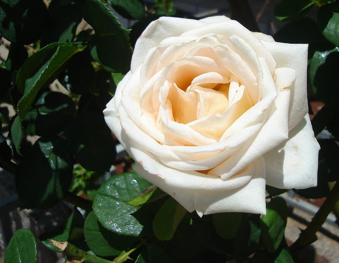 cultivo rosas jardim:Flores de Paola Rhoden: Cultivo das flores cultivo rosas jardim:Flores de Paola Rhoden: Cultivo das flores
