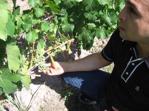 [achaval+ferrer+bellavista+vineyard.jpg]