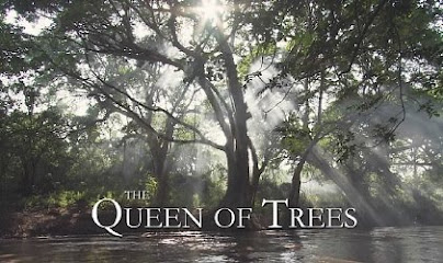 PBS Queen of Trees - HD