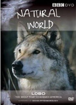 BBC Natural.World Lobo.The.Wolve - HD