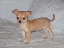 My Precious Companion Sugar Bear, My Best Friend