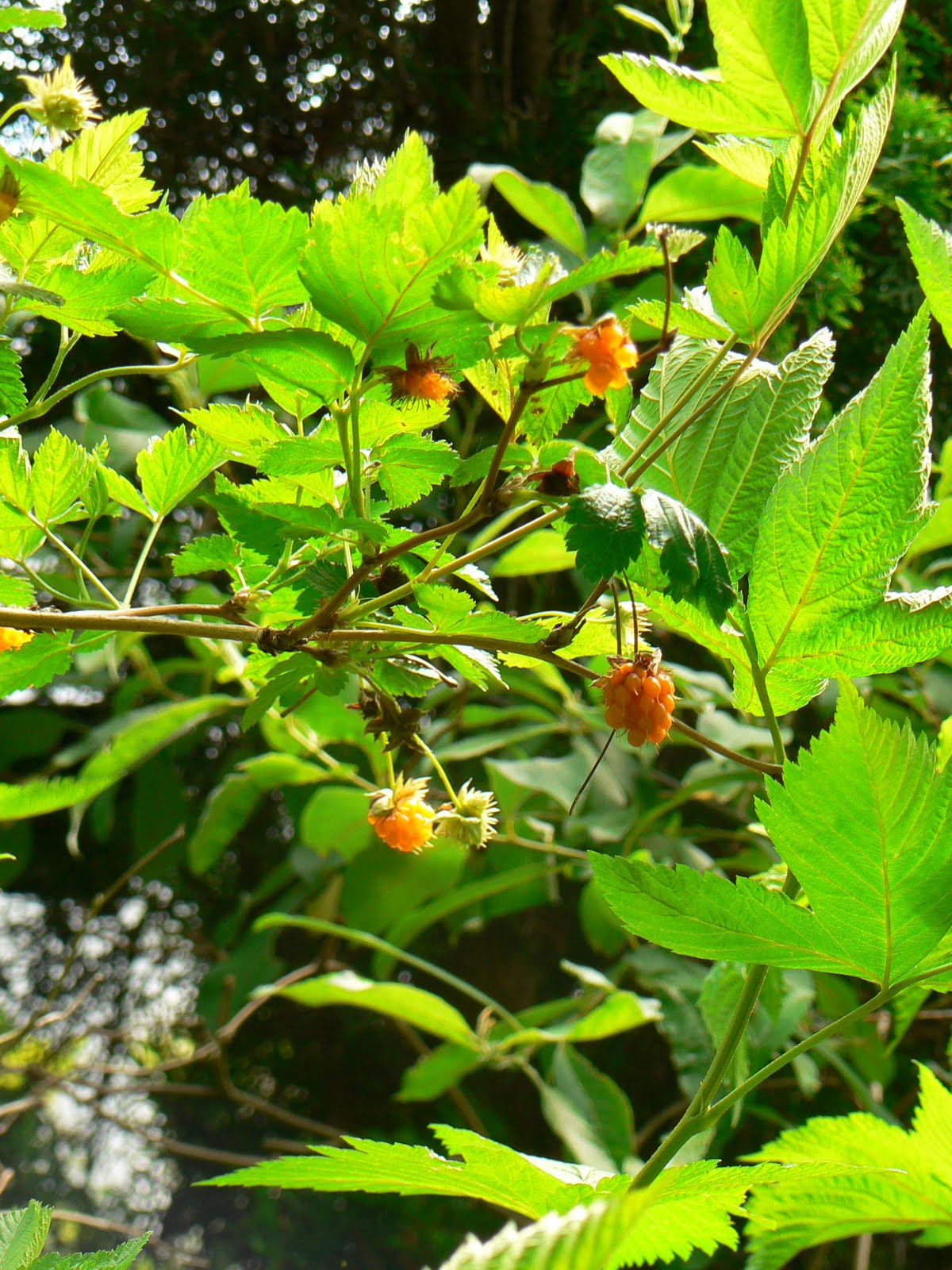 Laura's Blog Wild Berries in the Pacific Northwest (Huckleberry and