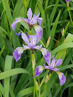 iris versicolore