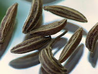 Carvi-Cumin des prés-Carum carvi L