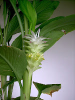 curcuma-Curcuma longa