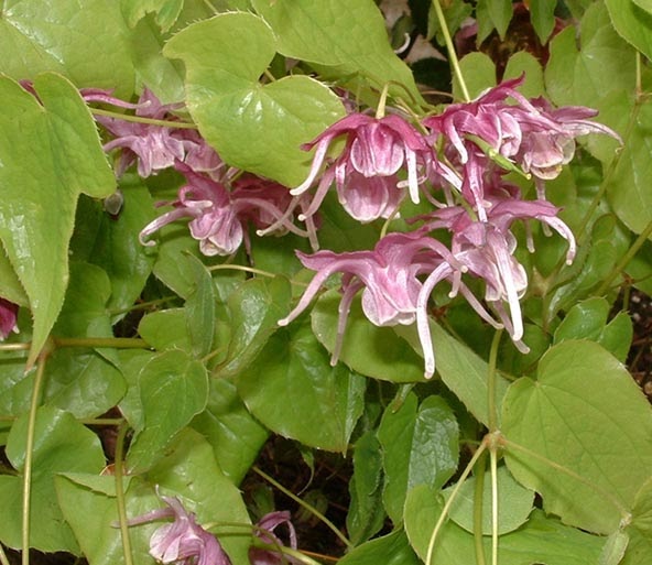 EPIMEDE-Epimedium grandiflora-PHYTOTHERAPIE-HOMEOPATHIE EPIMEDE-Epimedium grandiflora-PHYTOTHERAPIE-HOMEOPATHIE