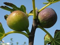 figuier-Ficus carica L.