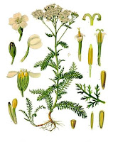 achillée millefeuille