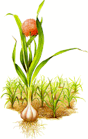 allium sativum