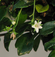 arbre à thé, tea tree, melaleuca, mélaleuque, Melaleuca alternifolia