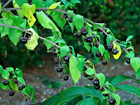 belladone, Atropa belladonna