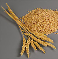 germe de blé Triticum sativum