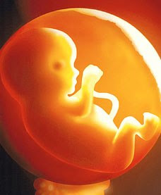 நம் உடலில் உபயோகம் இல்லாத  உறுப்புகள்! Fetus+in+Womb+2