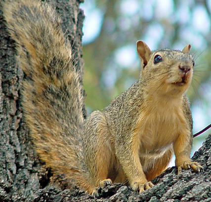 Species Blog: Various Ecosystems-Fox Squirrel Species Blog: Various Ecosystems-Fox Squirrel