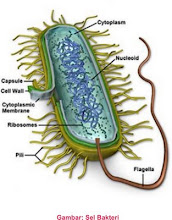 sel bakteri