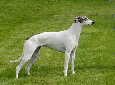 Kép