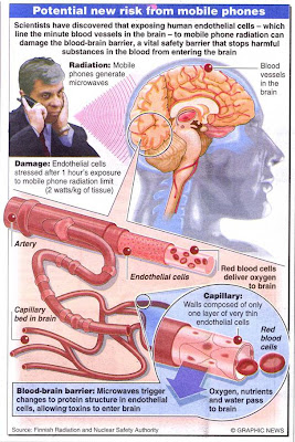 mobile phones affect brain
