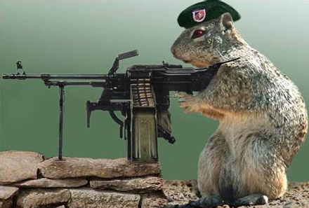 http://4.bp.blogspot.com/_L1K7psLgldA/Rq4rIfSqhfI/AAAAAAAAAMQ/vEh2B_LaF6U/s1600/army_squirrel.jpg