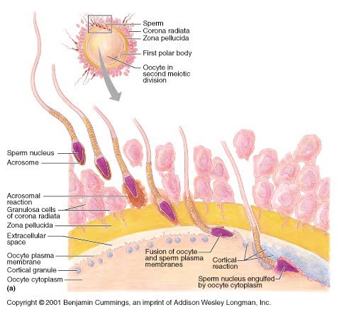 Fisting insertion double Sperm and oocytes haploid