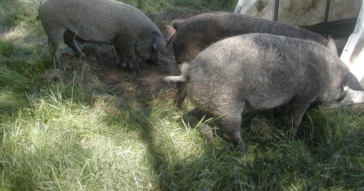 Wooly Pigs Provenance Farm Update