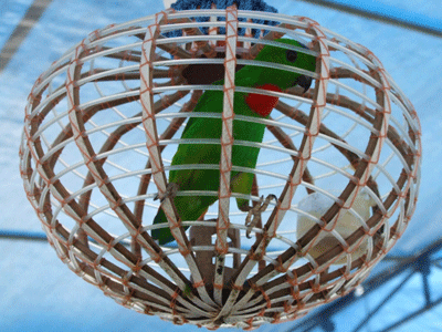 12+ Burung serindit dada merah terbaru