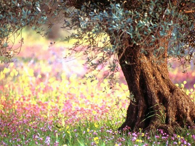 [Free-Blooming-Spring-Screensaver.jpg]