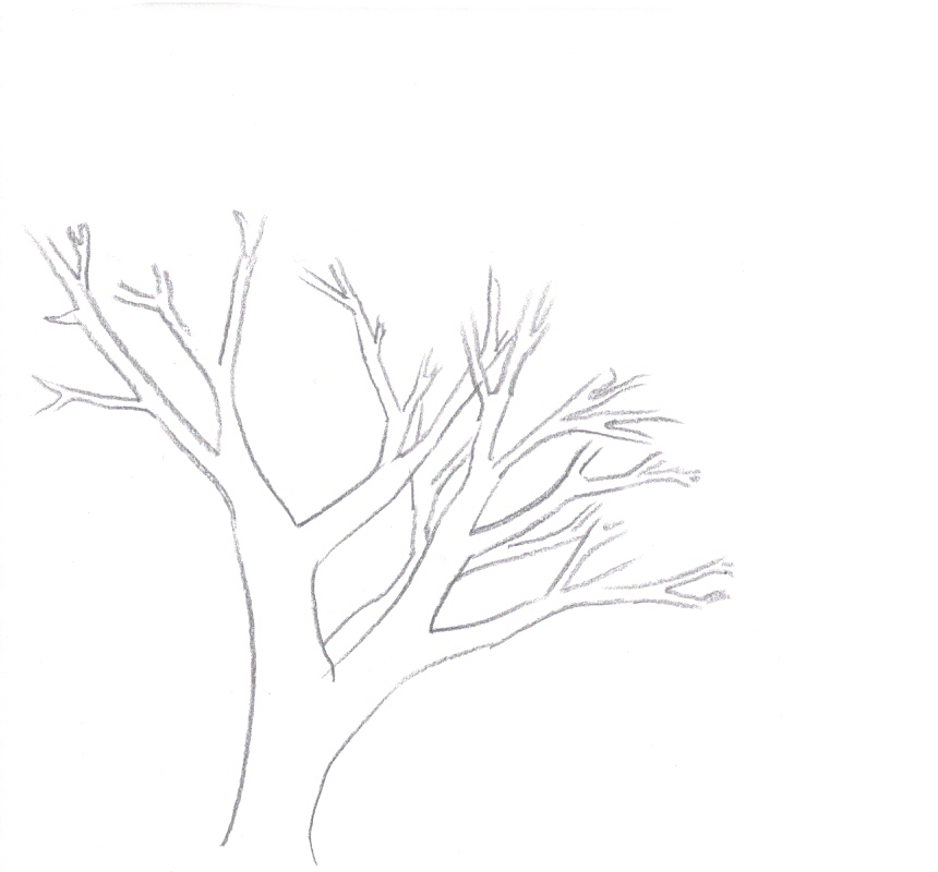sketch a tree how to draw a tree draw central sketch a tree how to draw a tree draw central