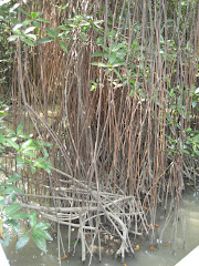 Crazy Mangroves