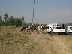 Cows Arriving and Jumping off the Truck...hehehehe