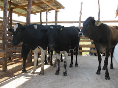 Cows at the New Site!