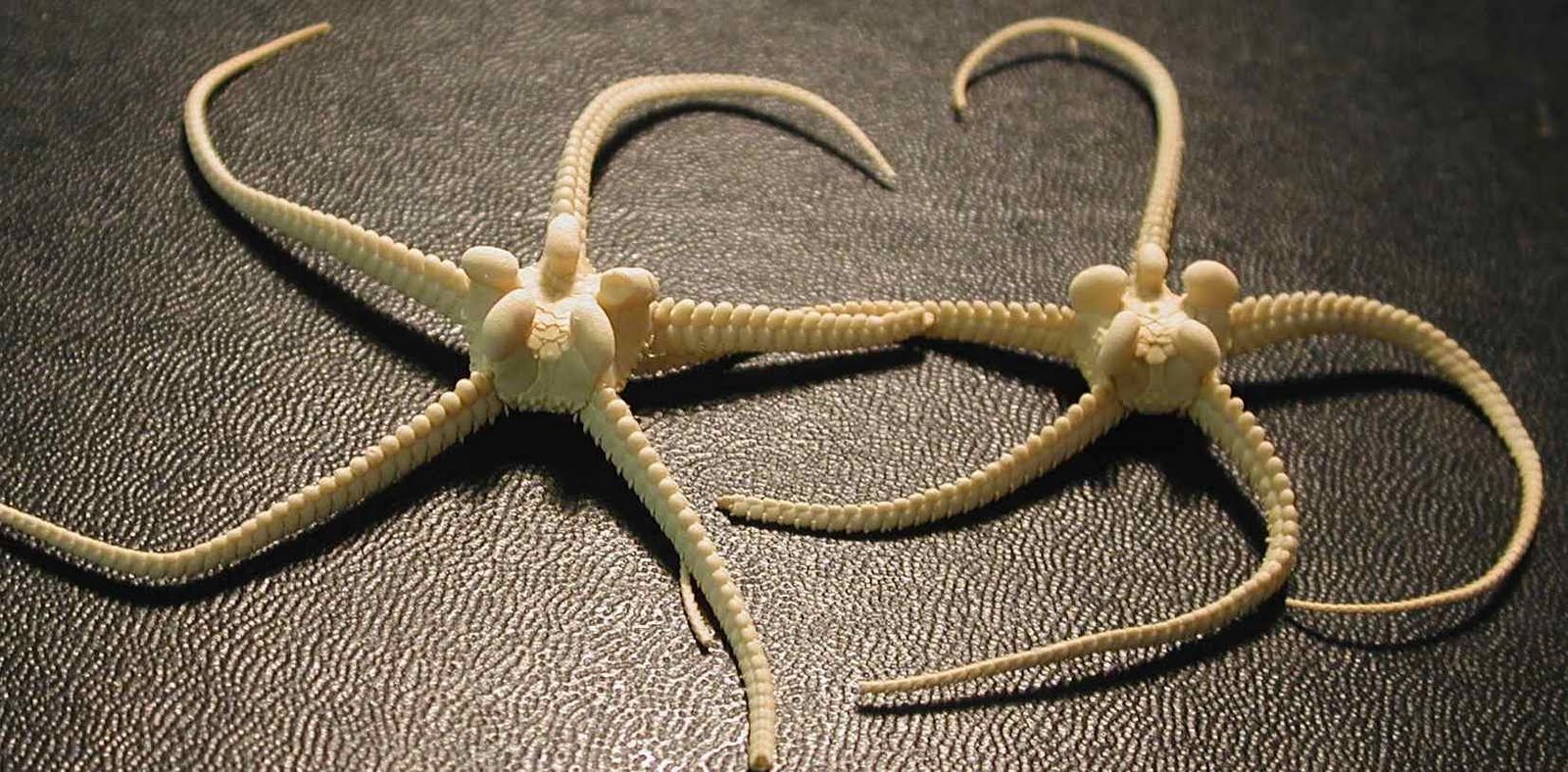 The Echinoblog DeepSea Brittle Stars Occur in Lateral Bands!!