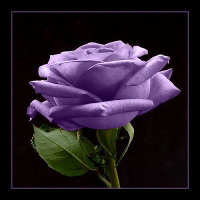 A purple rose symbolizes