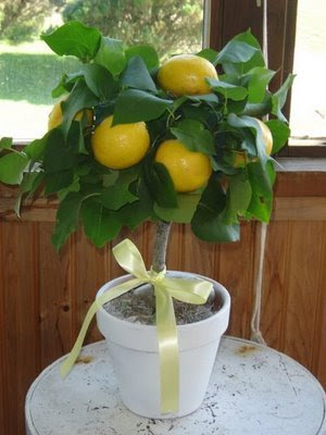 Lemon Tree Centerpiece
