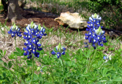 Annieinaustin, bluebonnets 2010