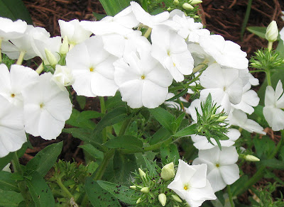 Annieinaustin, 21st Century white phlox