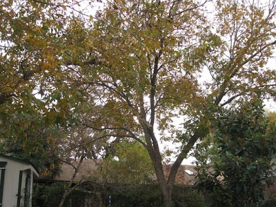 December pecan tree,annieinaustin