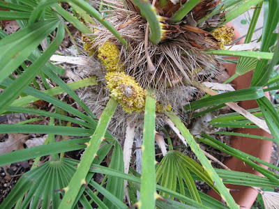 flower in palm